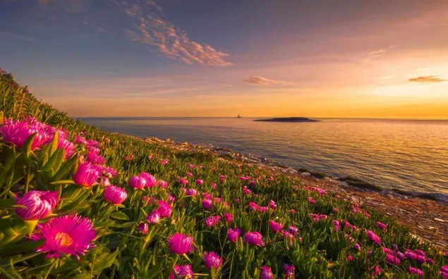 Kleine Insel über dem Meer und rosa Blumen am Strand bei sonnigem Wetter