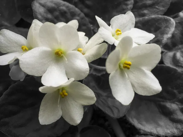 Kleine witte bloemen