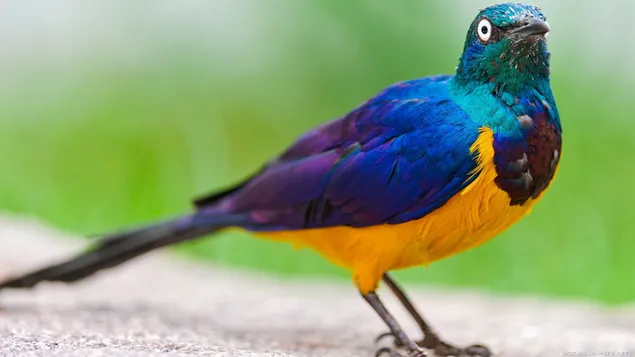 Kleurrijke exotische vogel download