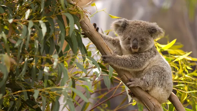 Koala - dieren in het wild HD achtergrond
