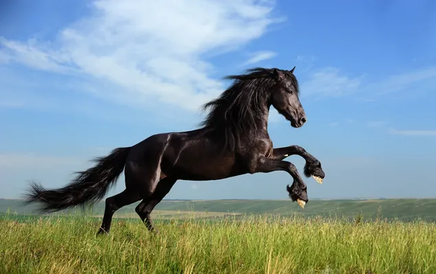 Kuda berlari dalam harmoni di alam unduhan