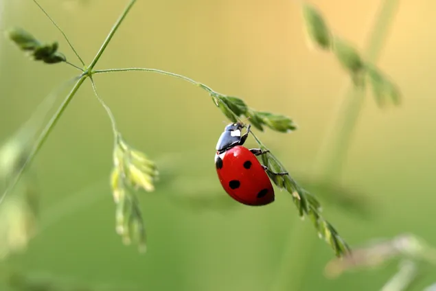 kumbang kecil di tanaman unduhan