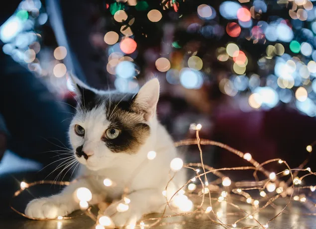 クリスマス猫 ダウンロード