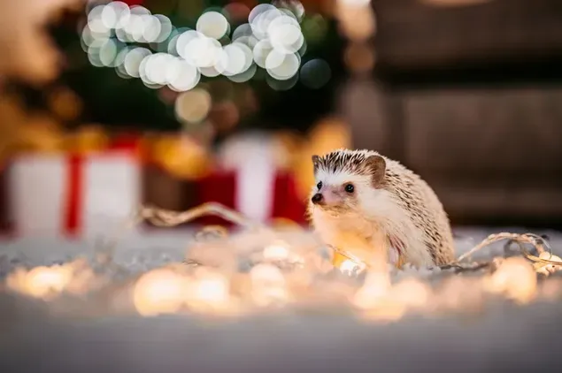 クリスマスの飾りの中で黄色のライトの横に赤ちゃんハリネズミの美しい視線 ダウンロード