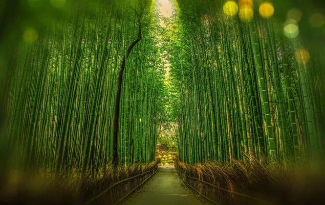 kyoto bamboe bokeh