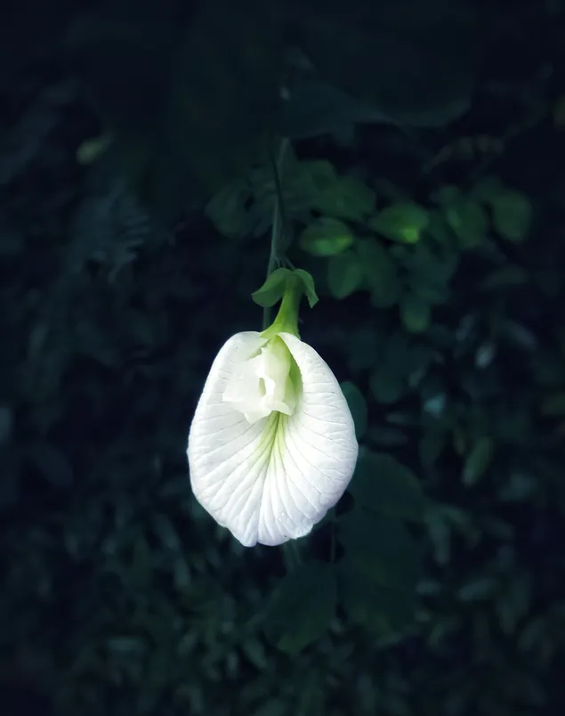 la flor blanca