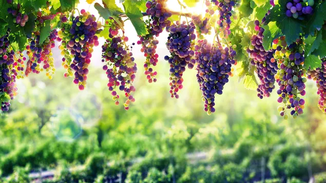 La luz del sol se filtra a través de las hojas del racimo de uva y el paisaje natural en el fondo descargar