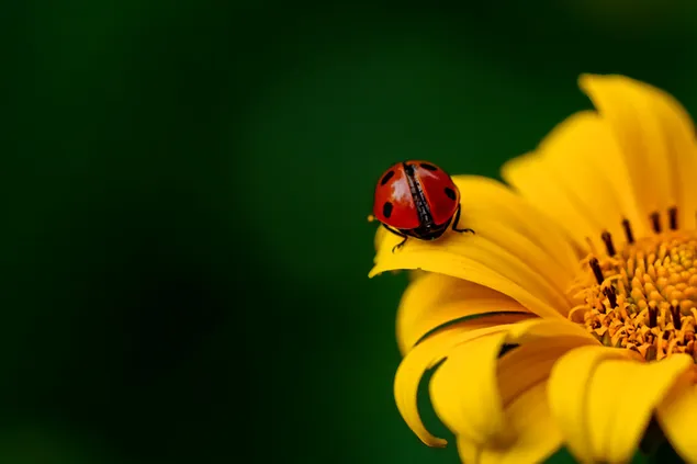 Lady bug di atas bunga matahari unduhan