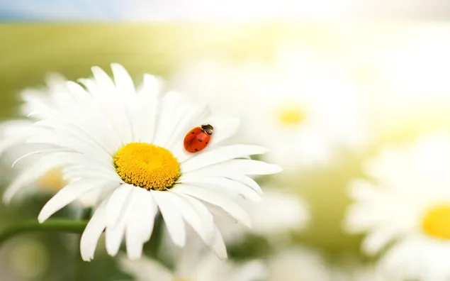 Ladybug flotando sobre hojas de margarita frente a un fondo de campo de flores borroso