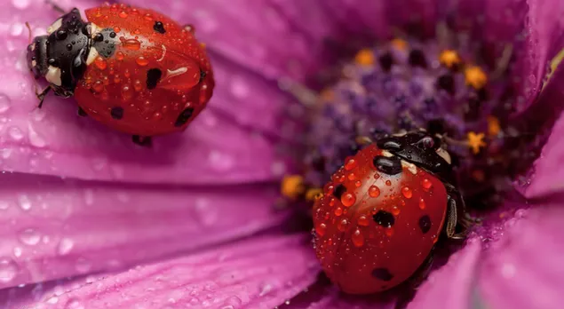 Ladybug in the flower download