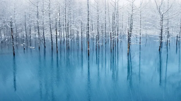Lago y árboles de invierno