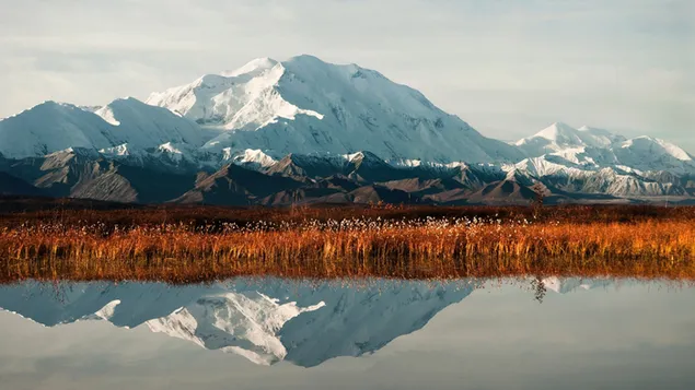 landskap en weerspieeling van denali in denali nasionale park aflaai