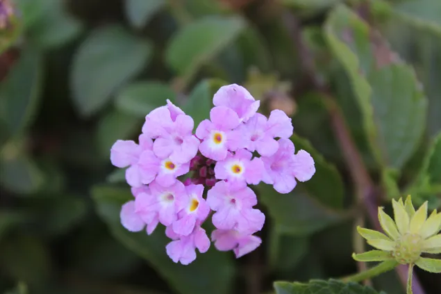 Lantana-bloem, Elegante paarse broers en zussen