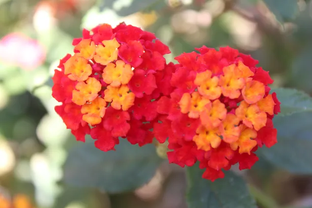 马缨丹，红黄美人 4K 壁纸