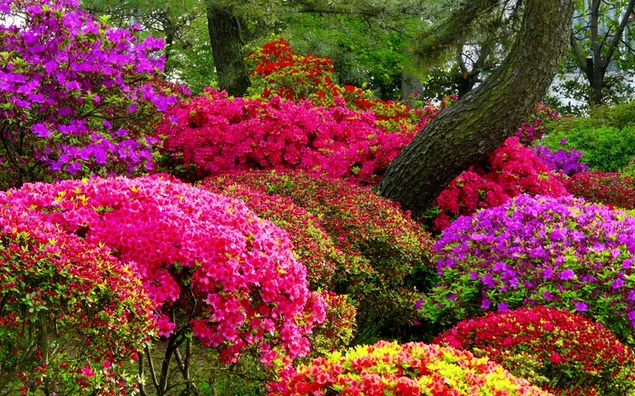Las flores son hermosas en primavera descargar
