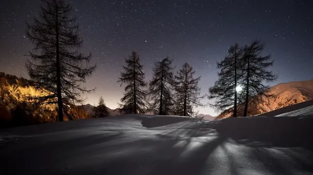 Las sombras de los árboles se reflejan en el suelo nevado a la luz de la luna llena en la noche estrellada al aire libre