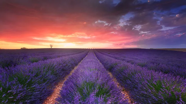 Lavendel-Blumen-Feld 4K Hintergrundbild