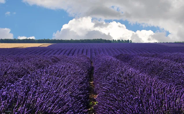 Lavander Garden Blue Sky HD wallpaper download