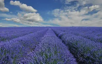 Tapeta Levandulová zahrada zatažená obloha HD