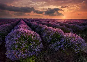 Taman Lavander Dalam Cahaya Matahari 2K kertas dinding