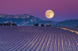 Cahaya Bulan Taman Lavander HD kertas dinding