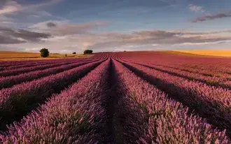 Tapeta Levandulová zahrada růžová perspektiva HD