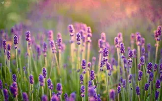 Taman Lavander Ungu dan Hijau HD kertas dinding