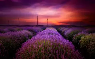 Ladang Angin Lavander Garden HD kertas dinding