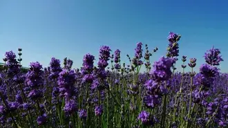 Langit Taman Lavander 2K kertas dinding
