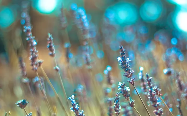 薰衣草花園氣味 HD 壁紙