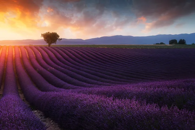 jardín de lavanda luz del sol 4K fondo de pantalla