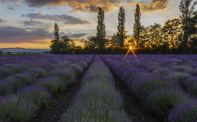 薰衣草花园树景 4K 壁纸