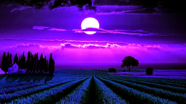 Lavendel Mondschein HD Hintergrundbild