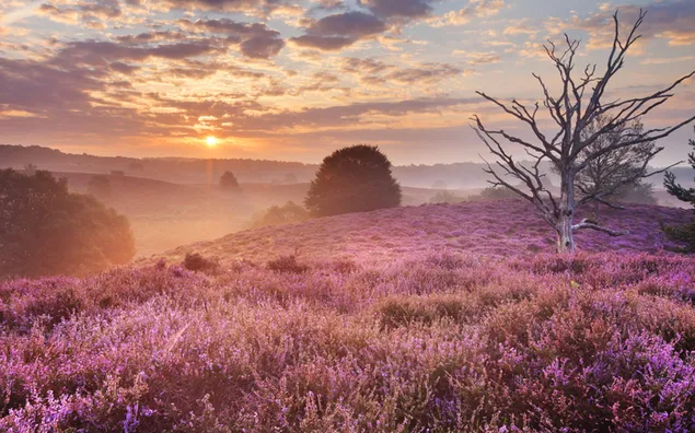 Lavendel bei Sonnenaufgang