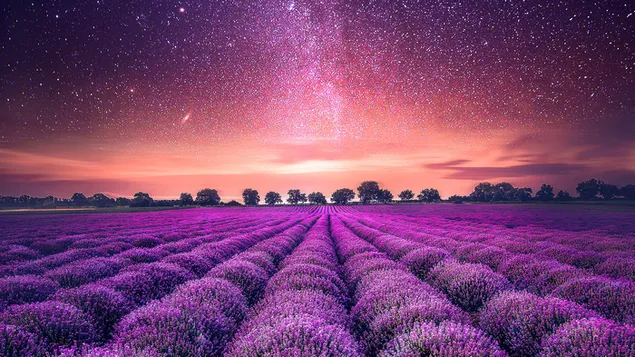 Lavendel in de sterrenhemel download