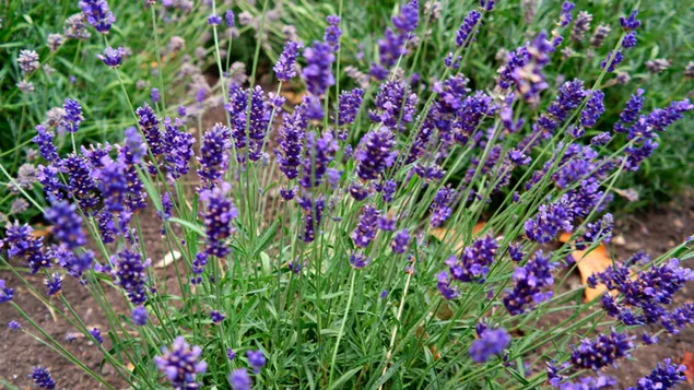 Lavendel ist eine blühende Pflanze aus der Familie der Lippenblütler, die leicht an ihrem süßen blumigen Duft zu erkennen ist herunterladen