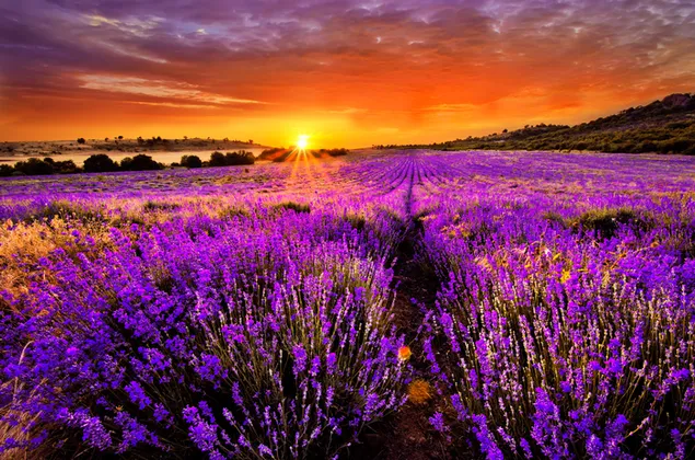 Lavendelfeld bei Sonnenuntergang herunterladen
