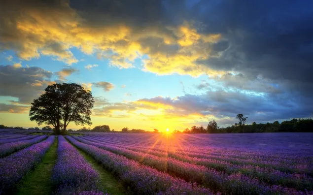 Lavendelgarten-Sonnenuntergang
