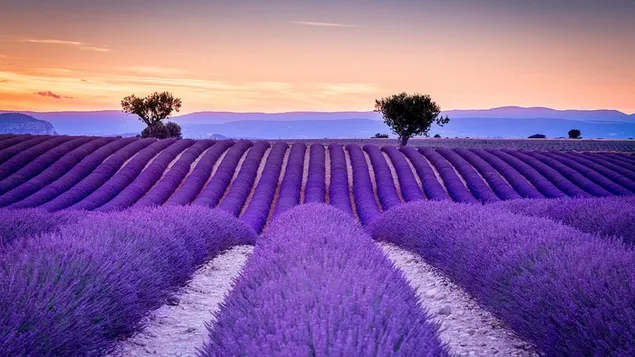Ladang pertanian lavender dan pemandangan pohon unduhan