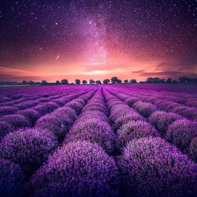 Lavendelfarm Nachtsternlandschaft 2K Hintergrundbild