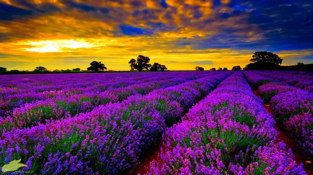Ladang lavender dan pepohonan saat matahari terbenam unduhan
