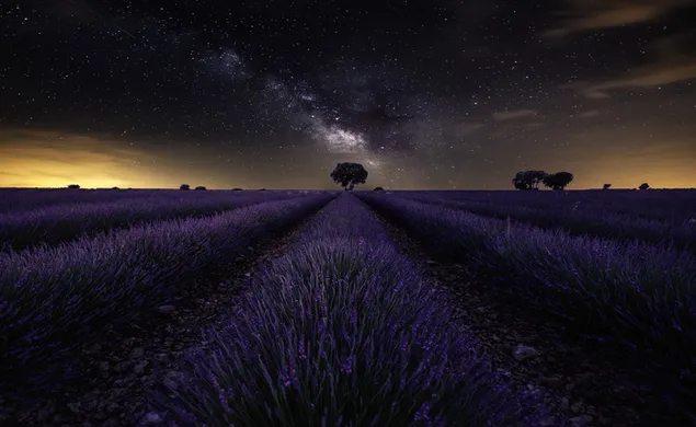 Lavendelfeldlandschaft in sternenklarer Nacht 2K Hintergrundbild