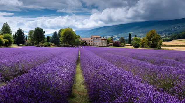 Поле со лаванда што води кон рустична куќа на село 2K тапет
