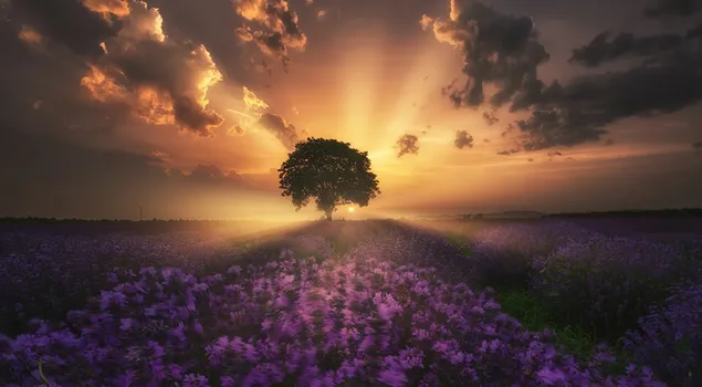 Lavendel-Blumen-Feld-Sonnenaufgang-Ansicht 4K Hintergrundbild