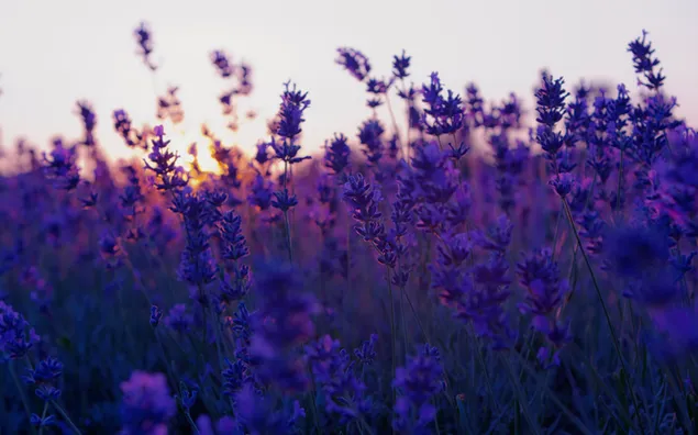 Lavendel blomster felt download