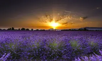 Taman Lavender di Matahari Terbenam 2K kertas dinding