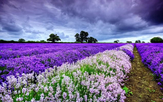 Lavendelgarten bei bewölktem Wetter 4K Hintergrundbild