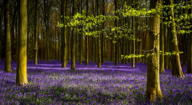 Lavendelgarten im Wald 4K Hintergrundbild