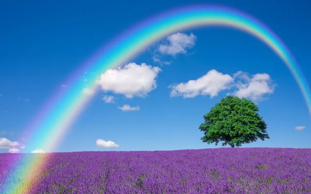 Lavendelgarten im Regenbogen 2K Hintergrundbild