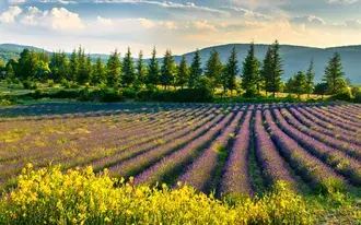 Taman Lavender Dengan Pemandangan Gunung 2K kertas dinding